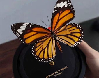 Handcrafted Monarch Butterfly in Glass Dome | Real Specimen | Nature Art Decor