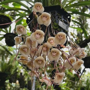 Dracula Orchid Seeds - Etsy