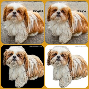 Digital Pet Portrait. Transform you pet photo from original to COLOUR SKETCH 50% gfx - see example. Digital File to your inbox!