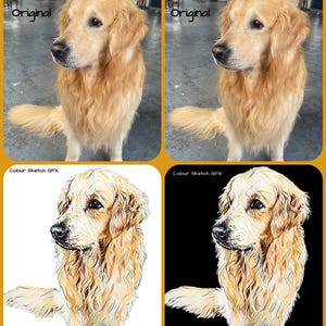 Digital Pet Portrait. Transform you pet photo from original to COLOUR SKETCH - see example. Digital File to your inbox!