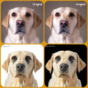 Retrato digital de mascotas. Transforma la foto original de tu mascota en una fotografía en ACUARELA GFX2 (mira el ejemplo). ¡Envía el archivo digital a tu bandeja de entrada!