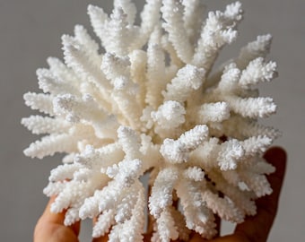Natural REAL White Coral Tree Coastal Home Decor Coral Reef Ocean Collection Decorative Corals For Aquariums Tank Coral Christmas Gift