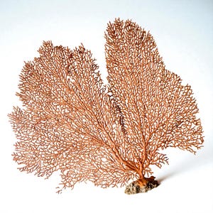 May include: A dried, coral-like sea fan in shades of brown and orange, mounted on a small, textured base. The intricate, branching structure of the fan is visible against a white background. This decorative piece evokes a natural, coastal theme.