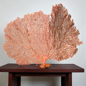 May include: A coral fan sculpture in shades of peach and brown sits on a dark wooden table. The intricate, branching structure of the coral is visible, creating a delicate and natural aesthetic. The sculpture is a decorative item.