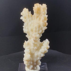 White Coral