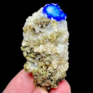 Op de afbeelding: Een natuurlijk mineraal specimen met een levendig blauw lapis lazuli kristal op een matrix van kwarts en pyriet. Het kwarts is crèmewit en het pyriet heeft een metallic gouden glans. Het specimen wordt tegen een zwarte achtergrond getoond.