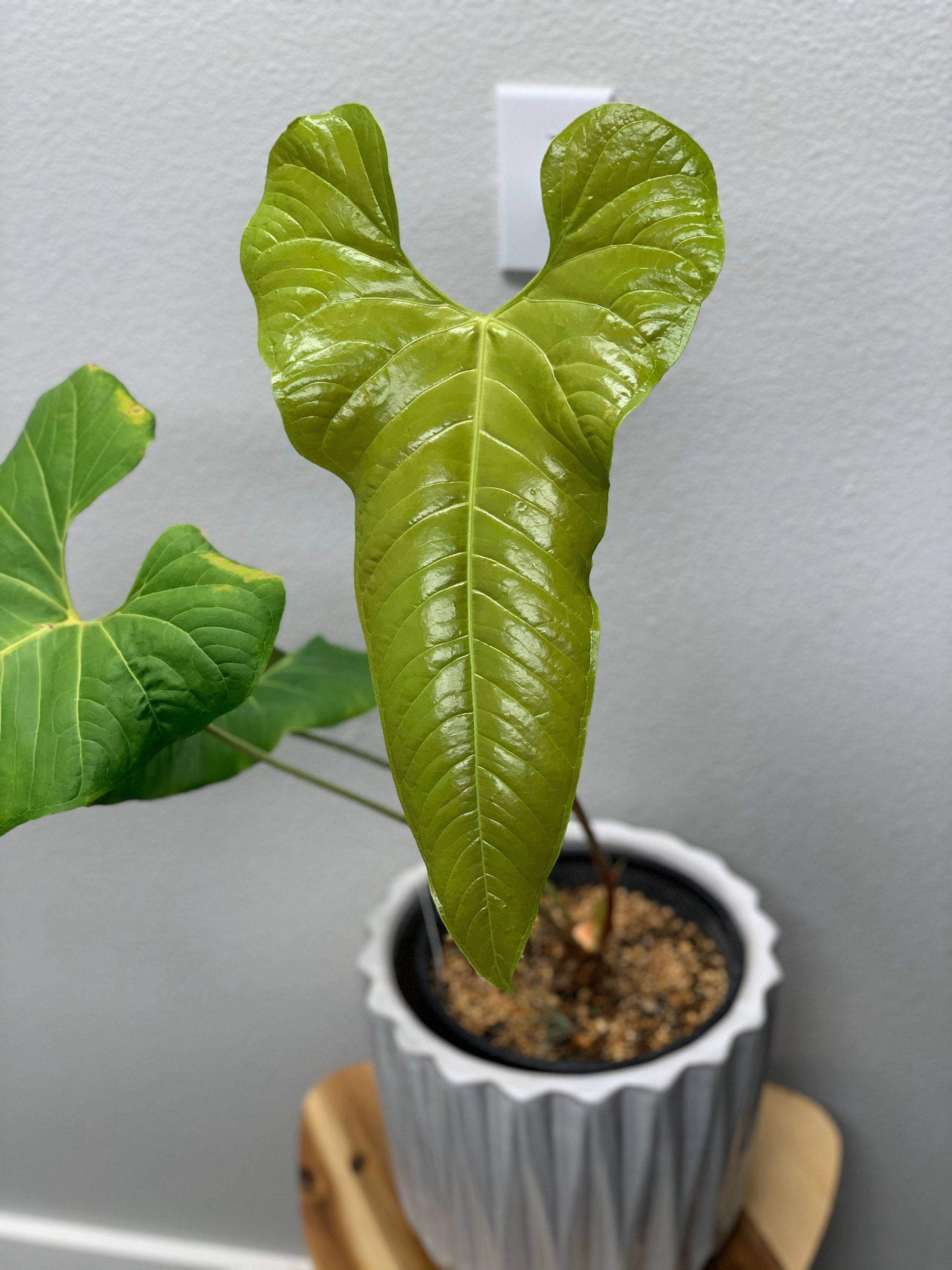 ◎＿◎；）☆Anthurium ivanportillae☆ アンスリウム・イヴァン