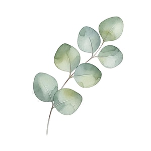 May include: A watercolour illustration of a eucalyptus branch. The leaves are a pale green with subtle shading, and are arranged along a thin, brown stem. The background is plain white.