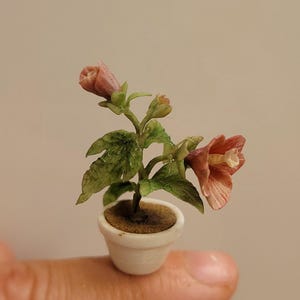 May include: Miniature potted plant with pink flowers and green leaves. The small white pot holds a plant with two open flowers and a bud. The plant is resting on a finger, showcasing its small size.
