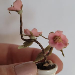 Op de afbeelding: Miniatuur potplant met roze bloemen en groene bladeren. De kleine witte pot bevat donkere aarde. De bloemen hebben een lichtroze tint en gedetailleerde bloemblaadjes. De takken van de plant zijn bruin. De plant wordt in een hand gehouden.
