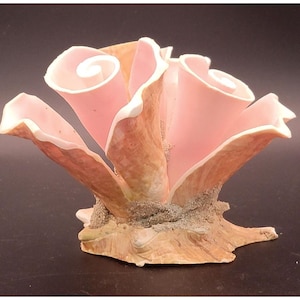 May include: A decorative coral sculpture with a light pink interior and a beige exterior. The sculpture has a textured base and a swirling design on the interior. The coral is approximately 6 inches tall.