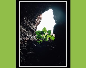 Fine Art Print – Plant in Lava Cave Light, Lanzarote Nature Photography, Hope & Growth Wall Art for Minimal and Spiritual Decor
