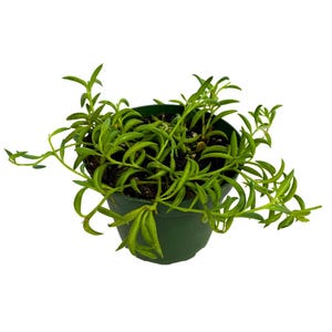 String of Bananas Succulent, Curio Radicans in a 4 inch Pot