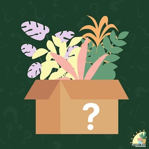 Mystery Plant Assortment, Four Different Live Plants in 2 inch Pots