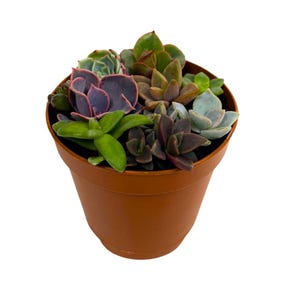 Mini Unique Handcrafted Live Succulent Arrangement in a 2 inch Pot