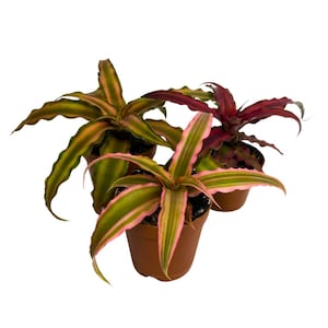 Cryptanthus Bivittatus Assortment, Earth Star Bromeliad, Three Different Succulents in 2 inch Pots