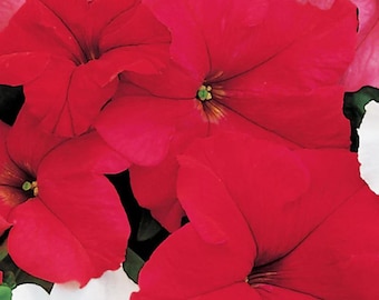 Petunia Dreams Red Seeds