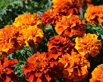 New World Fireball Heirloom Marigold Seeds