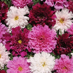 May include: A close-up of a collection of cosmos flowers in various shades of pink, white, and burgundy. The flowers have multiple layers of petals and yellow centers. The flowers are set against a background of green foliage.