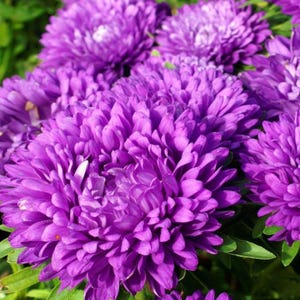 Aster Seeds Dwarf Milady Lilac Asters Seeds