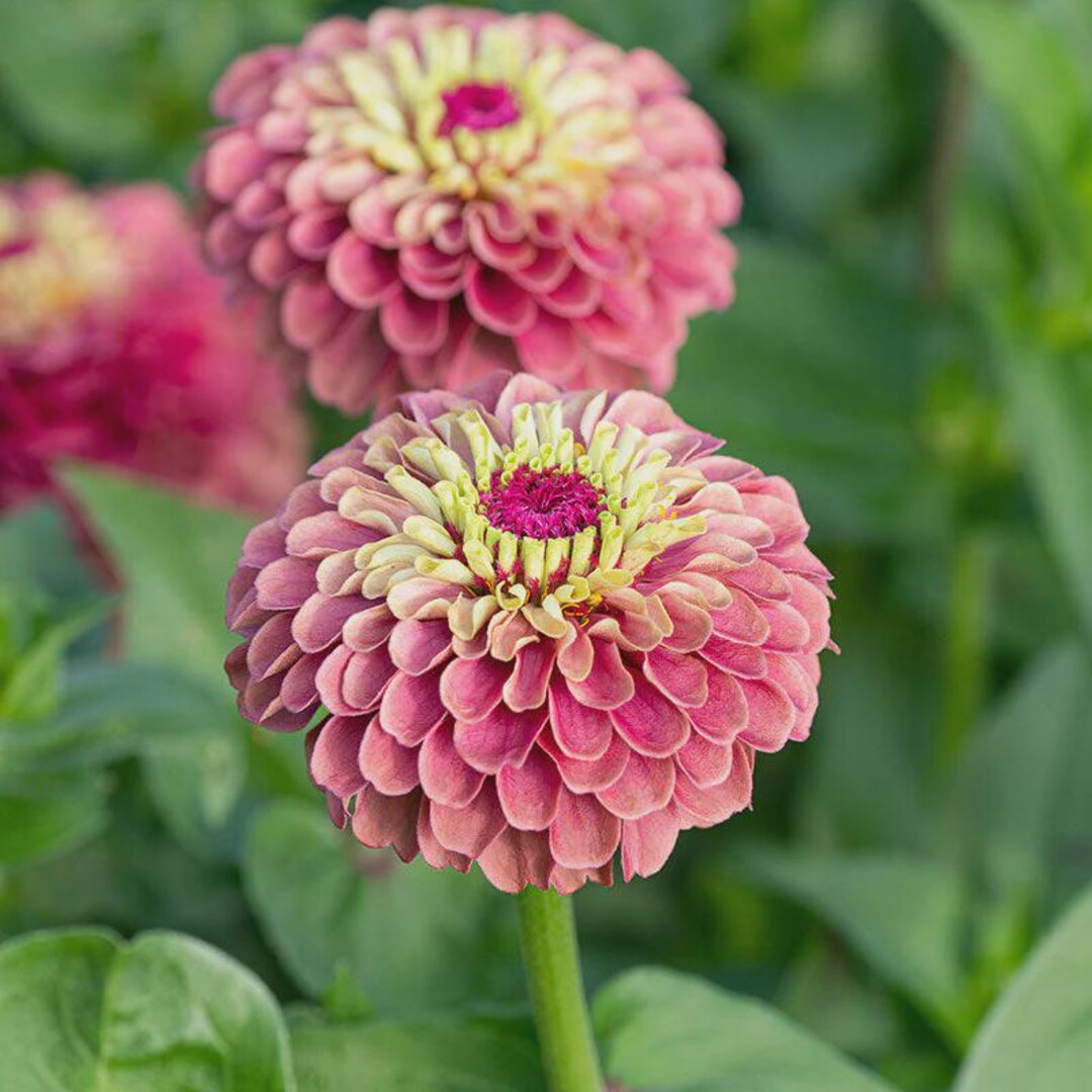 Queeny Lime Red Zinnia Seeds - Etsy