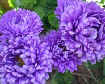 Aster Seeds Paeony Duchess Dark Blue Aster Seeds