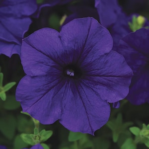 May include: Close-up of a vibrant, deep purple petunia flower in full bloom. The flower has a velvety texture with prominent veins radiating from the dark center. Green foliage provides a contrasting backdrop.