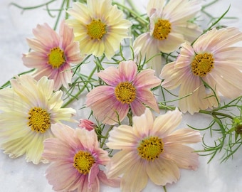 Apricot Lemonade  Cosmos Seeds