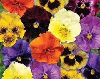 Pansy Seeds Pansies Frizzle Sizzle Mix