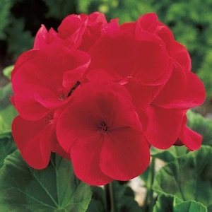 May include: Close-up of a vibrant red geranium flower in full bloom. The petals are a deep, rich red with a velvety texture, and the flower is surrounded by green leaves. The image highlights the flower's intricate details and natural beauty.