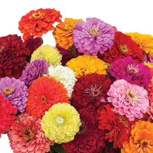 May include: A vibrant bouquet of zinnias in various colors, including red, orange, yellow, pink, purple, and white. The flowers have multiple layers of petals, creating a full, textured appearance. The arrangement is a mix of different bloom sizes and stages.