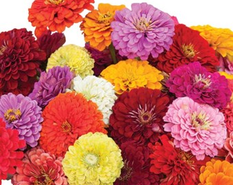 Benary's Giant Mix Zinnia Seeds