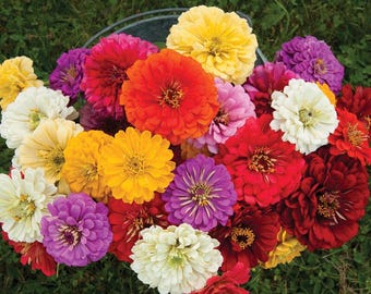 Zinnia Gigantica Mix Seeds, Zinnia Elegans