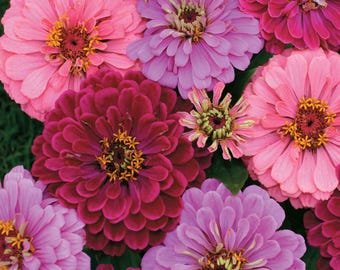 Art Deco Zinnia Seeds mix