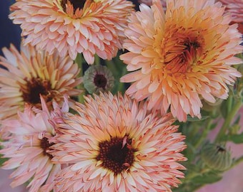Strawberry Blonde Calendula Seeds
