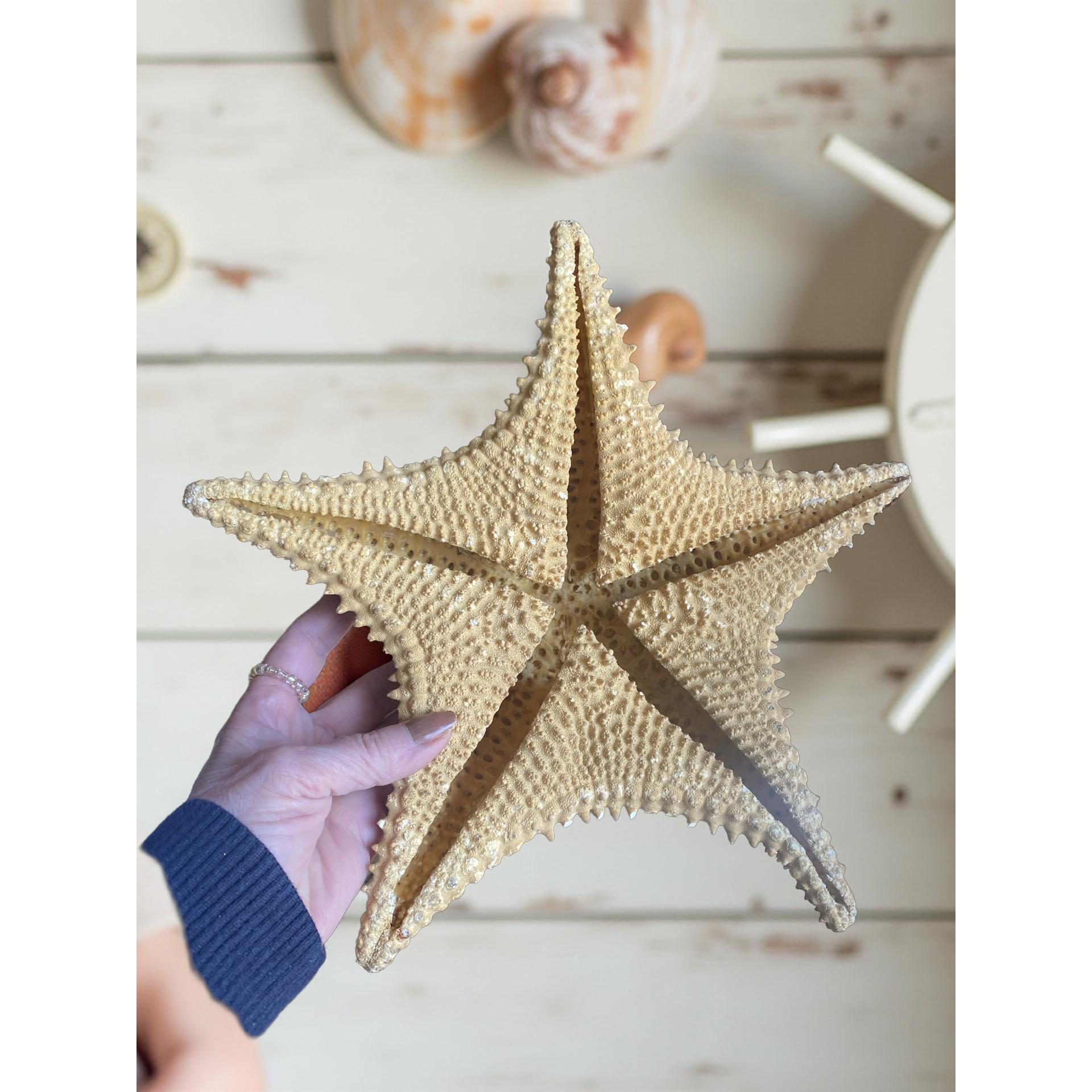 Large Preserved Starfish: Natural Textured Coastal Decor - Etsy