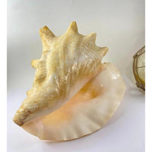 Large Natural Conch Shell Decor Nautical Beach