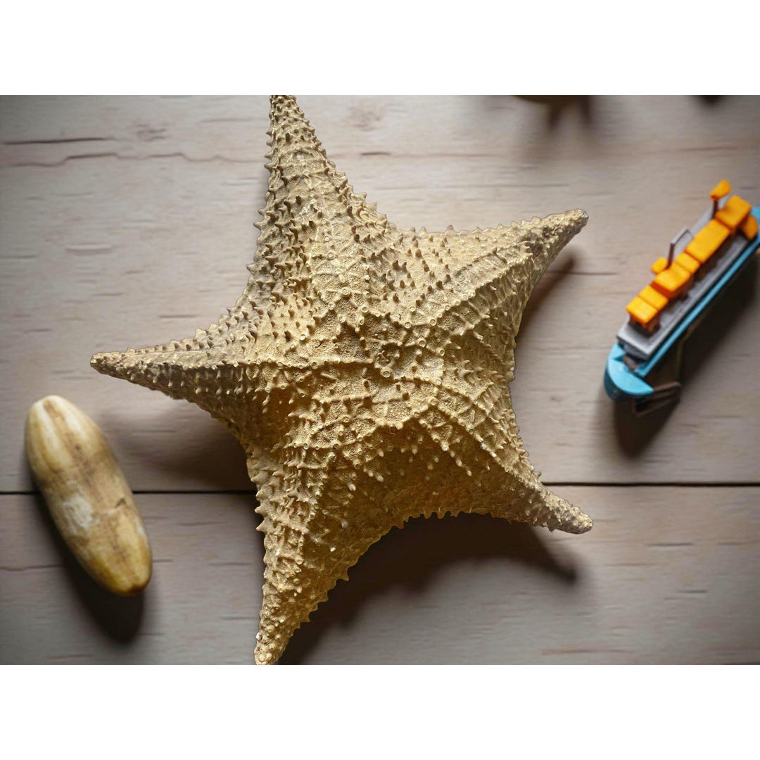 Large Preserved Starfish: Natural Textured Coastal Decor - Etsy