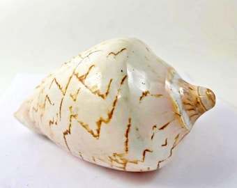 Vintage natürliche edle Spirale Cymbiola Nobilis große Display Shell Meer dekoratives Stück 6 Zoll