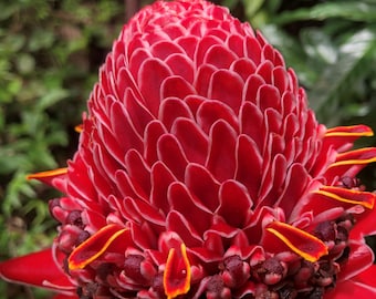 Red, or Pink, or White Torch Ginger RHIZOME - Etsy