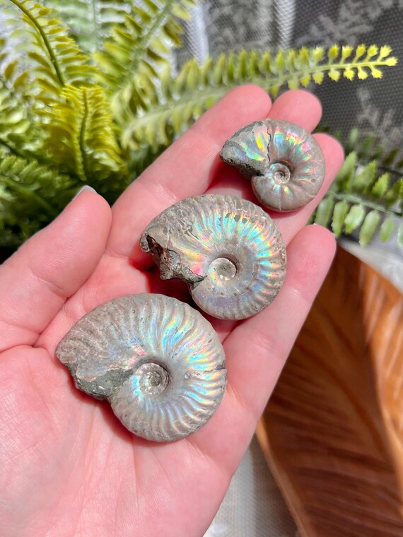 虹色に輝くアンモナイトの化石、マダガスカル産レインボーフラッシュ