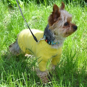 Könnte beinhalten: Ein kleiner Hund mit einem leuchtend gelben Strickpullover und einem gemusterten Halsband, der in hohem grünen Gras steht. Der Hund ist an einer Leine, was auf einen Spaziergang im Freien hindeutet. Der Pullover bedeckt den Körper und die Beine des Hundes.