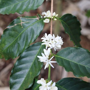 May include: Close-up of a coffee plant branch with white blossoms and green leaves. The plant is in bloom and the flowers are delicate and fragrant.