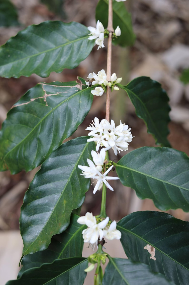 May include: Close-up of a coffee plant branch with white blossoms and green leaves. The plant is in bloom and the flowers are delicate and fragrant.