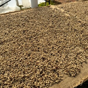 May include: A large burlap surface with a thick layer of light brown coffee beans spread out to dry in the sun.