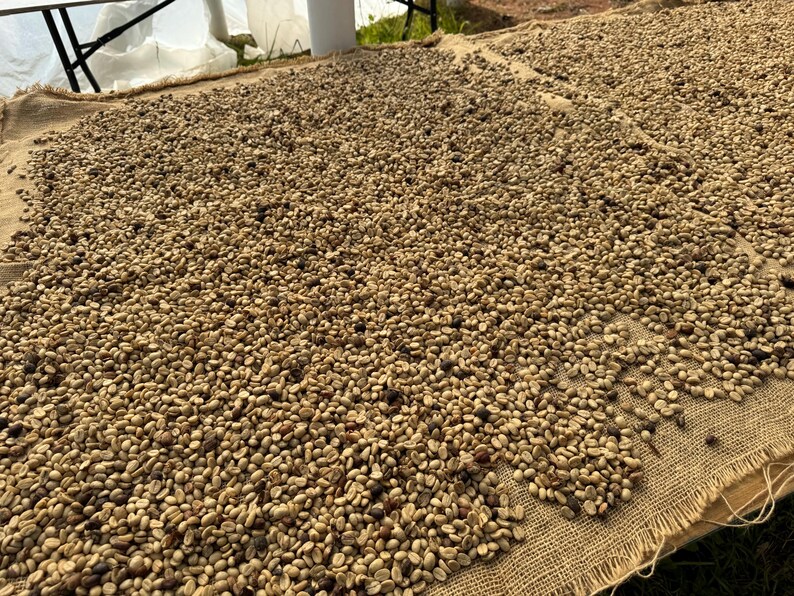 May include: A large burlap surface with a thick layer of light brown coffee beans spread out to dry in the sun.