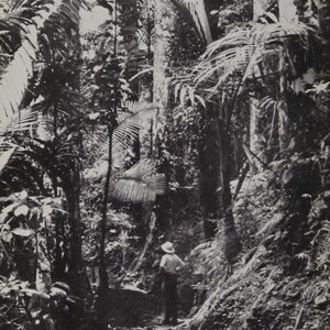 May include: A black and white photograph of a person standing in a dense, tropical forest. The person is wearing a hat and is looking to the right. The forest is filled with tall trees and lush vegetation.