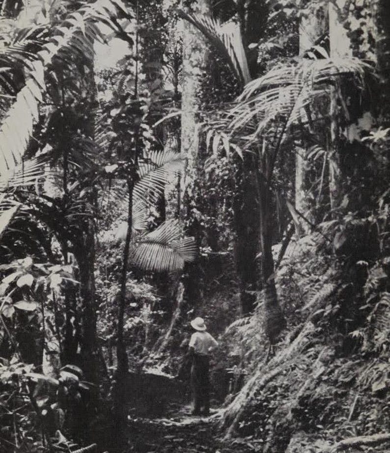 May include: A black and white photograph of a person standing in a dense, tropical forest. The person is wearing a hat and is looking to the right. The forest is filled with tall trees and lush vegetation.