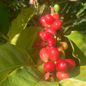 Fresh coffee beans growing red beans tropical jibarocoffee jibaro