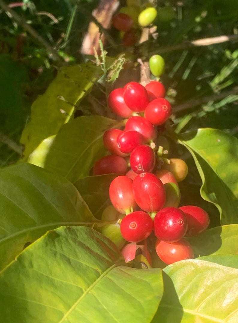 Fresh coffee beans growing red beans tropical jibarocoffee jibaro
